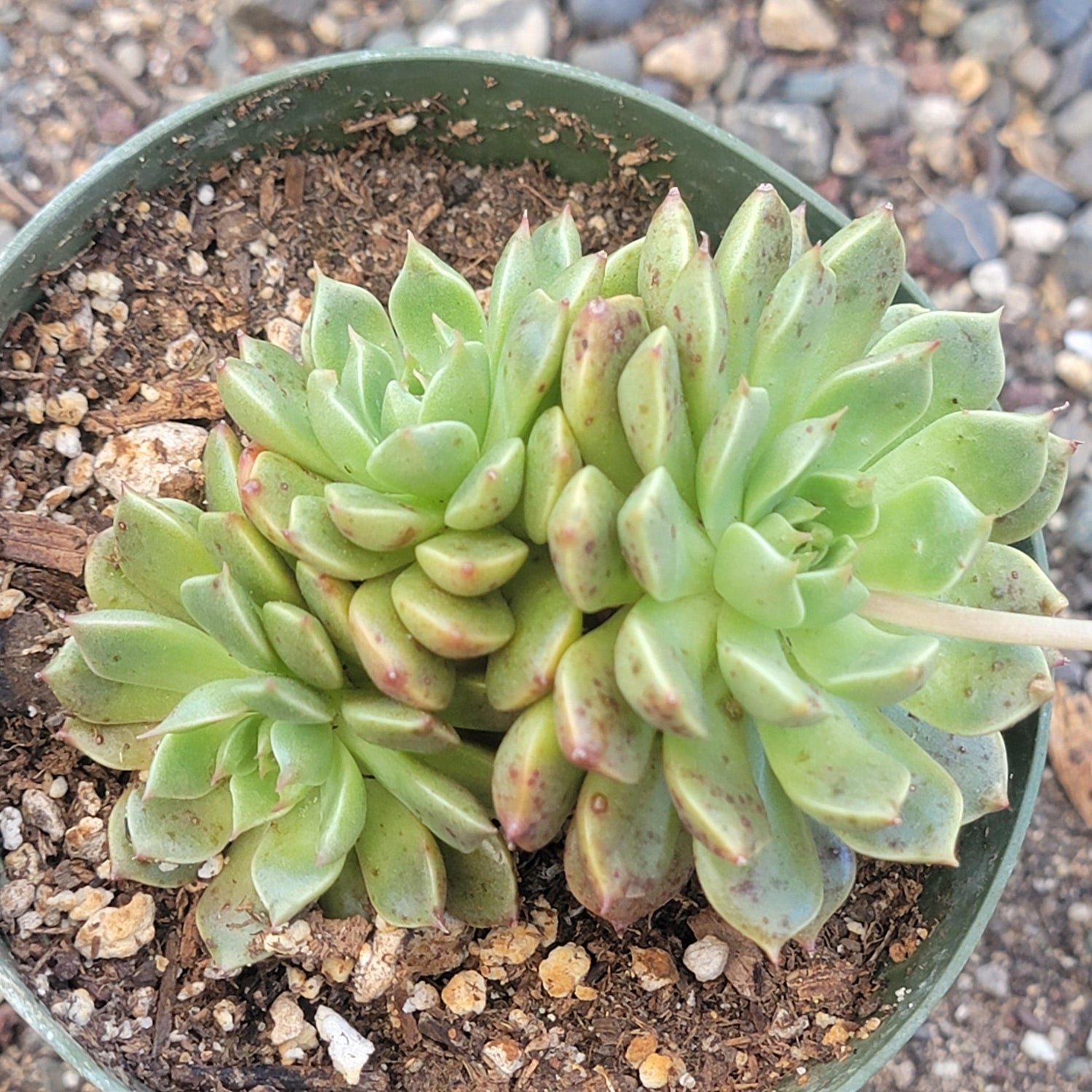 DesertScapeSucculent Succulent Graptoveria 'Olivia'