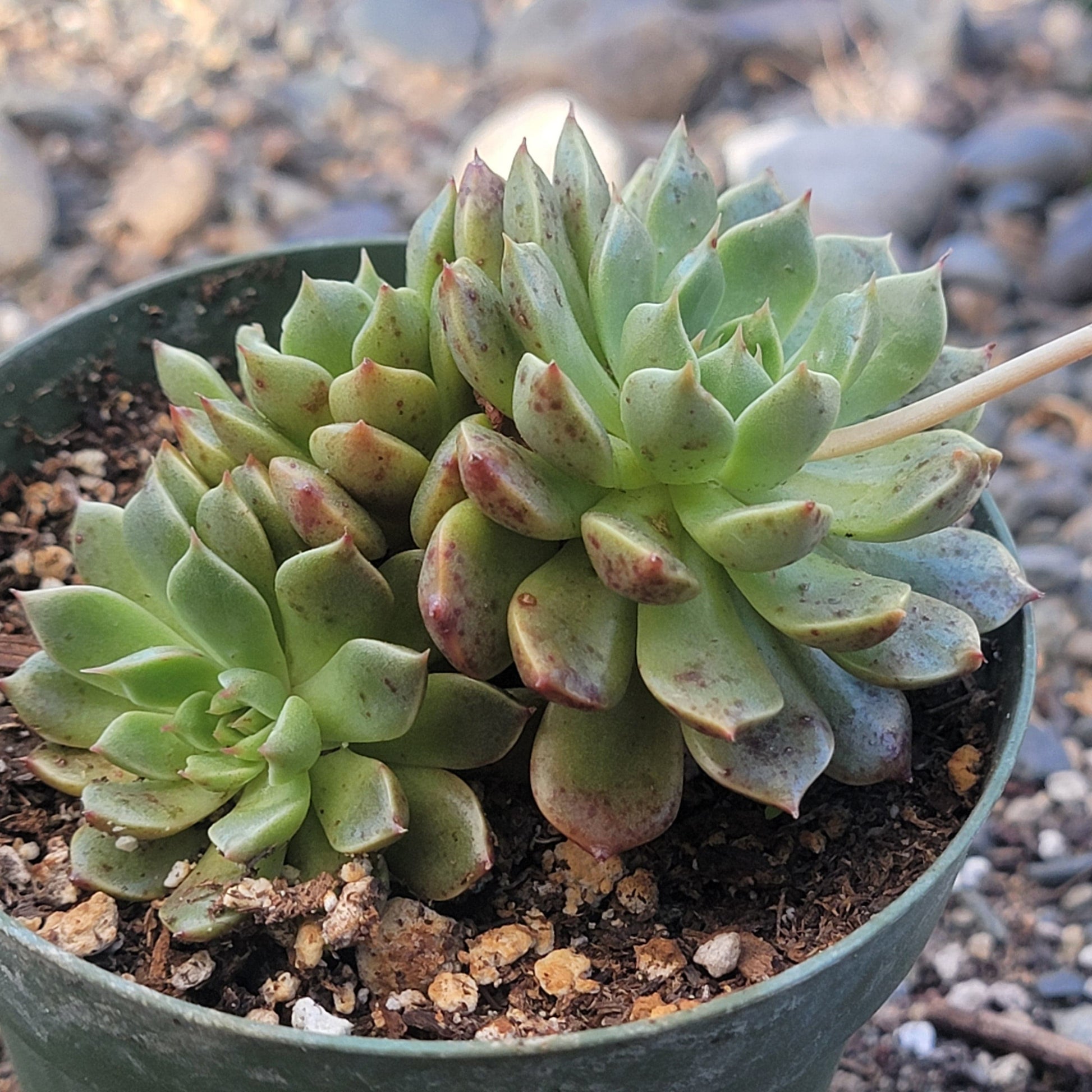 succulent graptoveria Graptoveria 'Olivia'