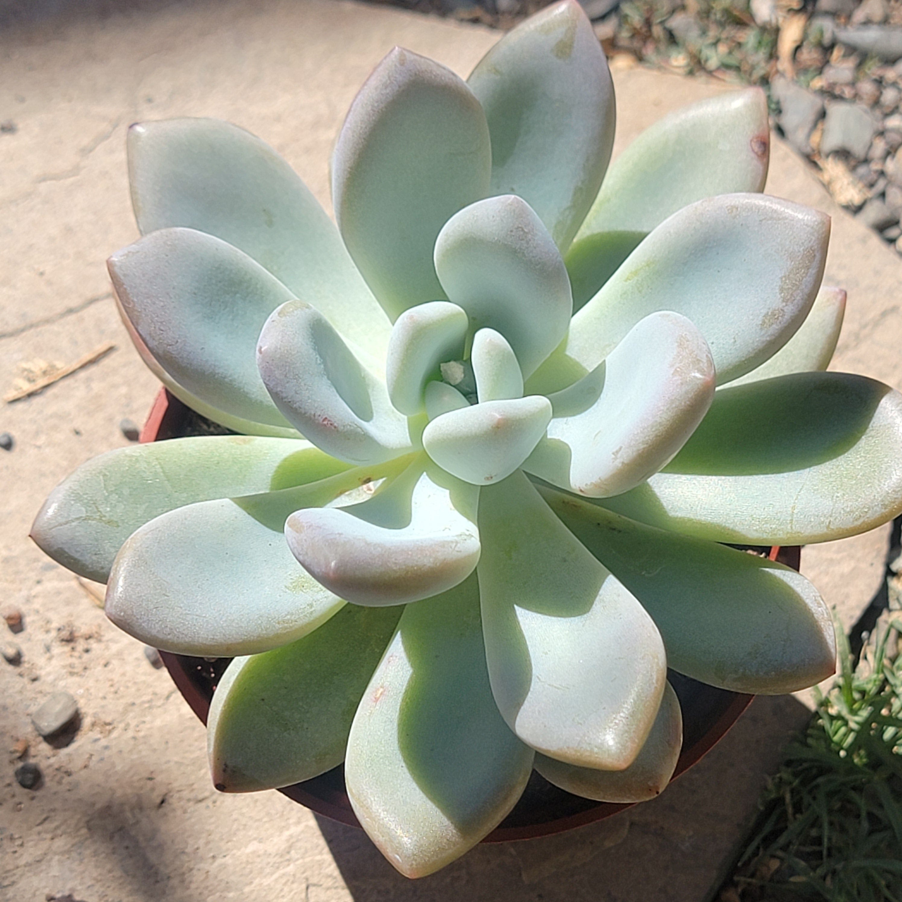 succulent with green and white leaves Graptoveria 'Opalina'