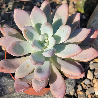 DesertScapeSucculent Succulent 4" Assorted Graptoveria 'Opalina'