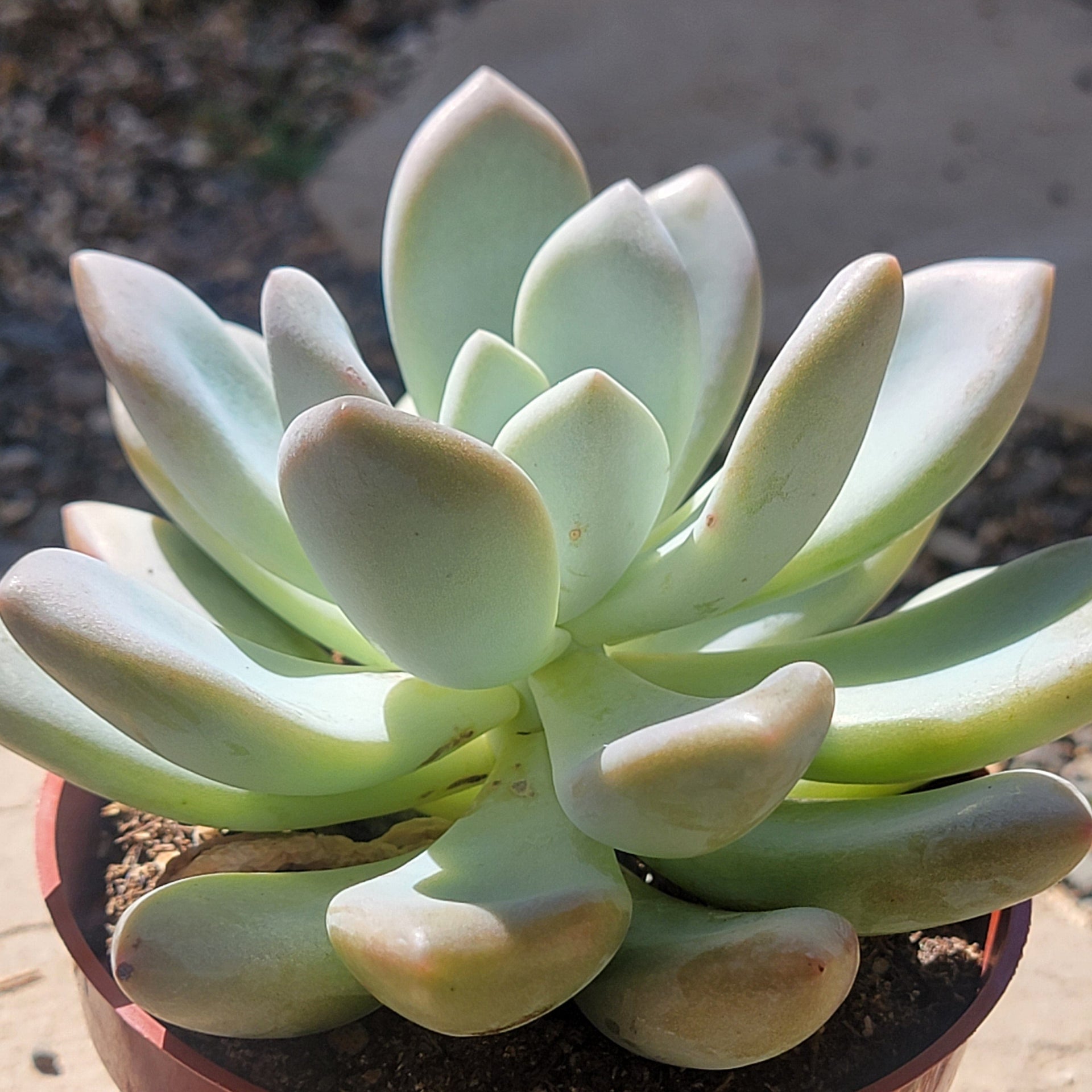 opalina succulent Graptoveria 'Opalina'
