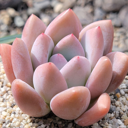 Graptoveria 'Opalina'