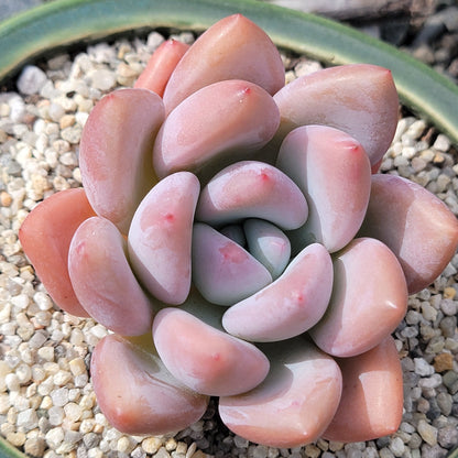 Graptoveria 'Opalina'