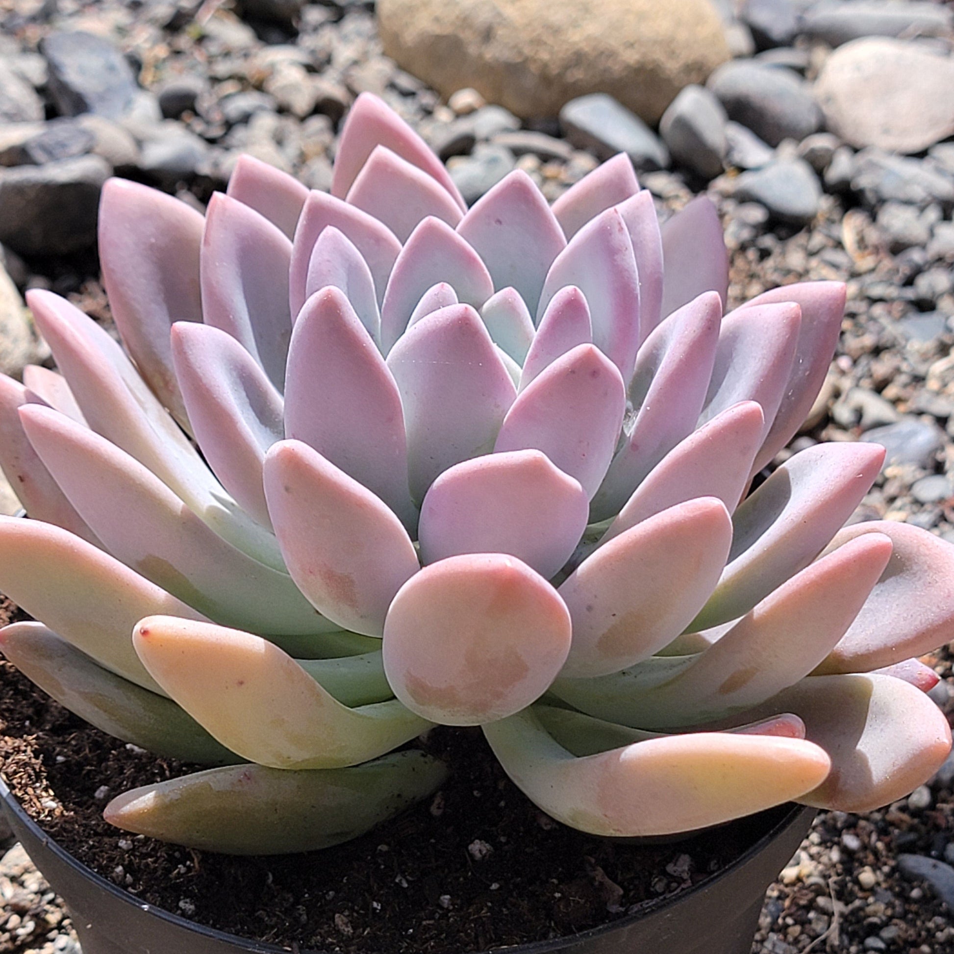 opalina succulent care Graptoveria 'Opalina' – DesertScapeSucculent