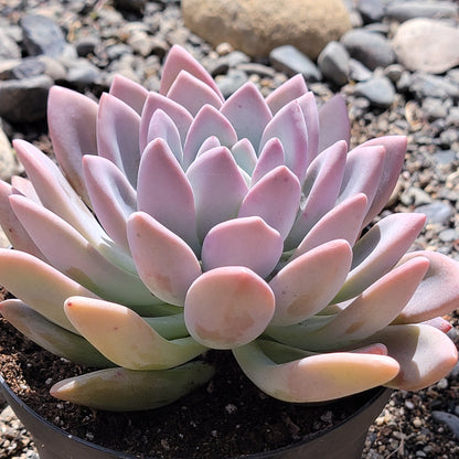opal succulent Graptoveria 'Opalina'