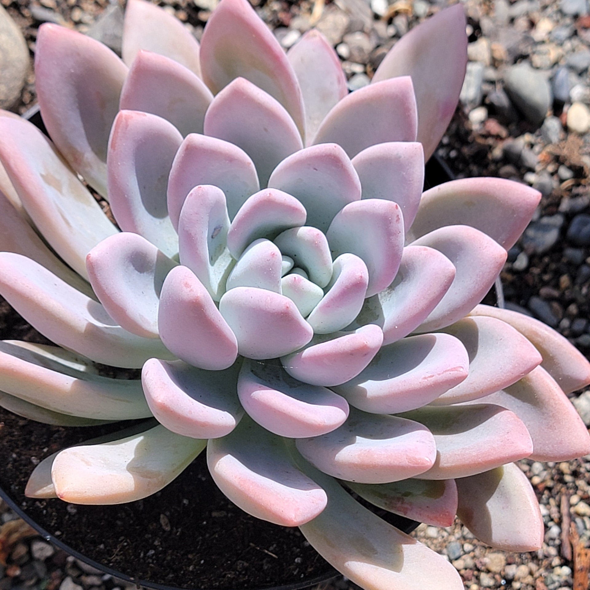 graptoveria opalina succulent Graptoveria 'Opalina'