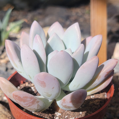 Graptoveria 'Opalina'