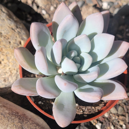 Graptoveria 'Opalina'