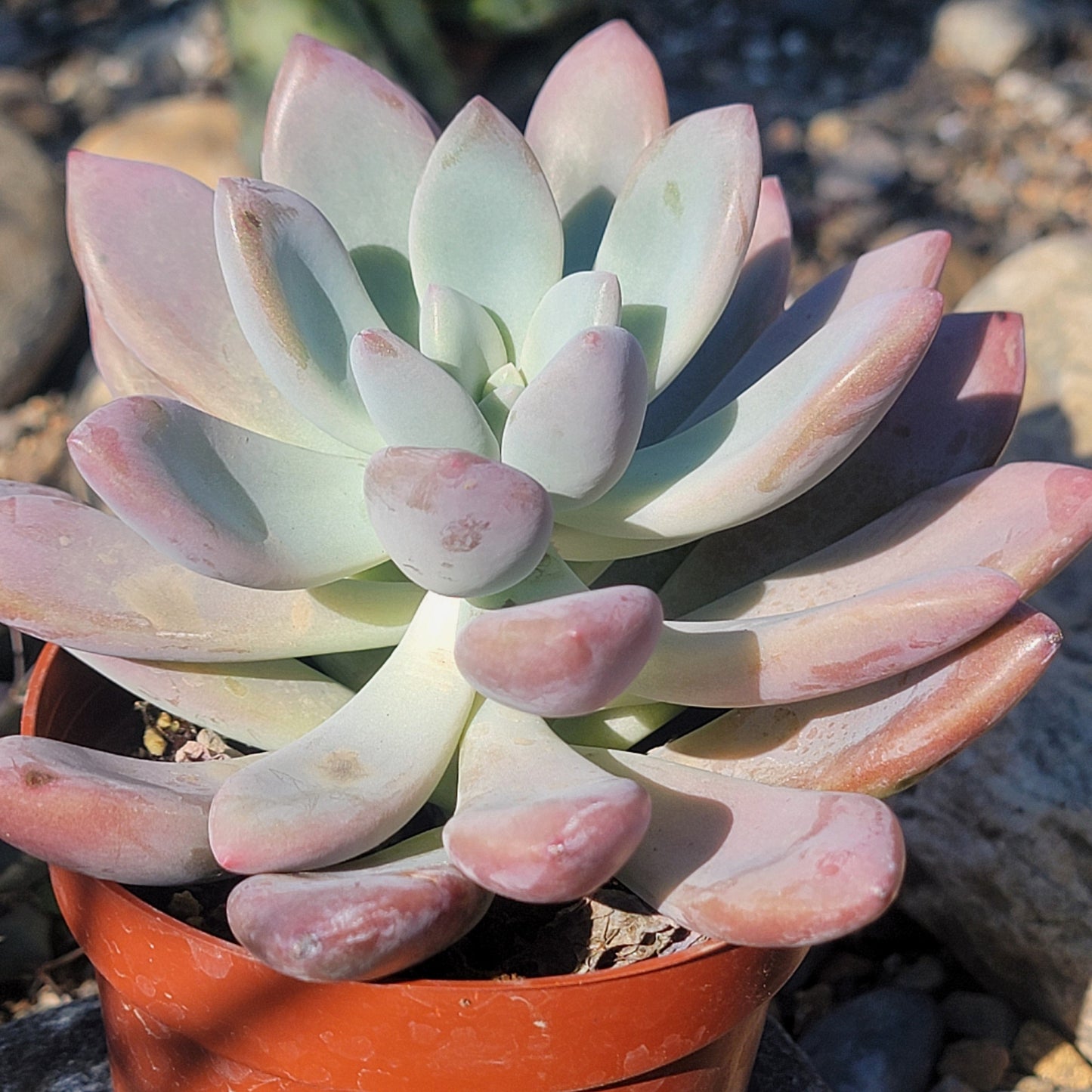 DesertScapeSucculent Succulent Graptoveria 'Opalina'