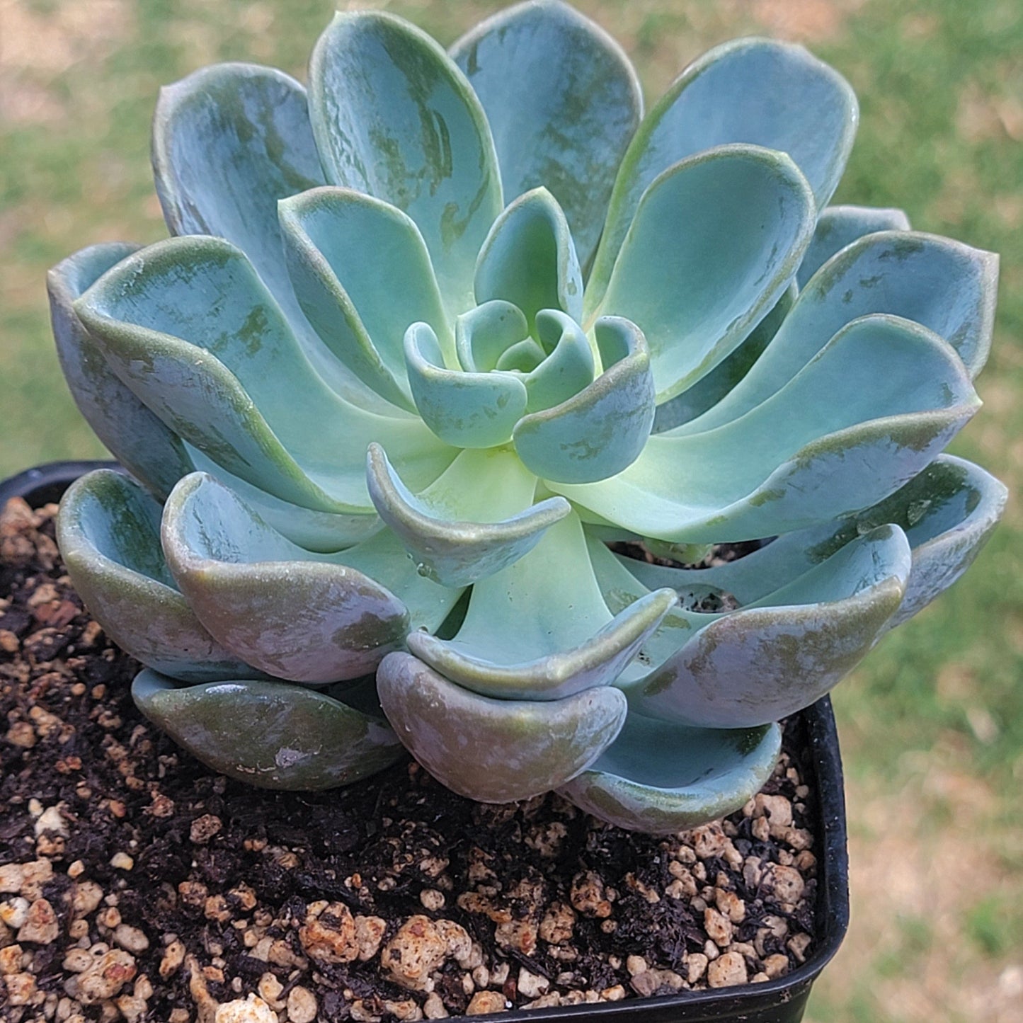 Graptoveria 'Orpet' Korean Succulent