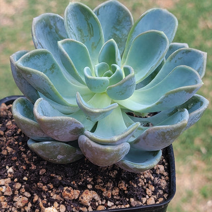 Graptoveria 'Orpet' Succulente coréenne