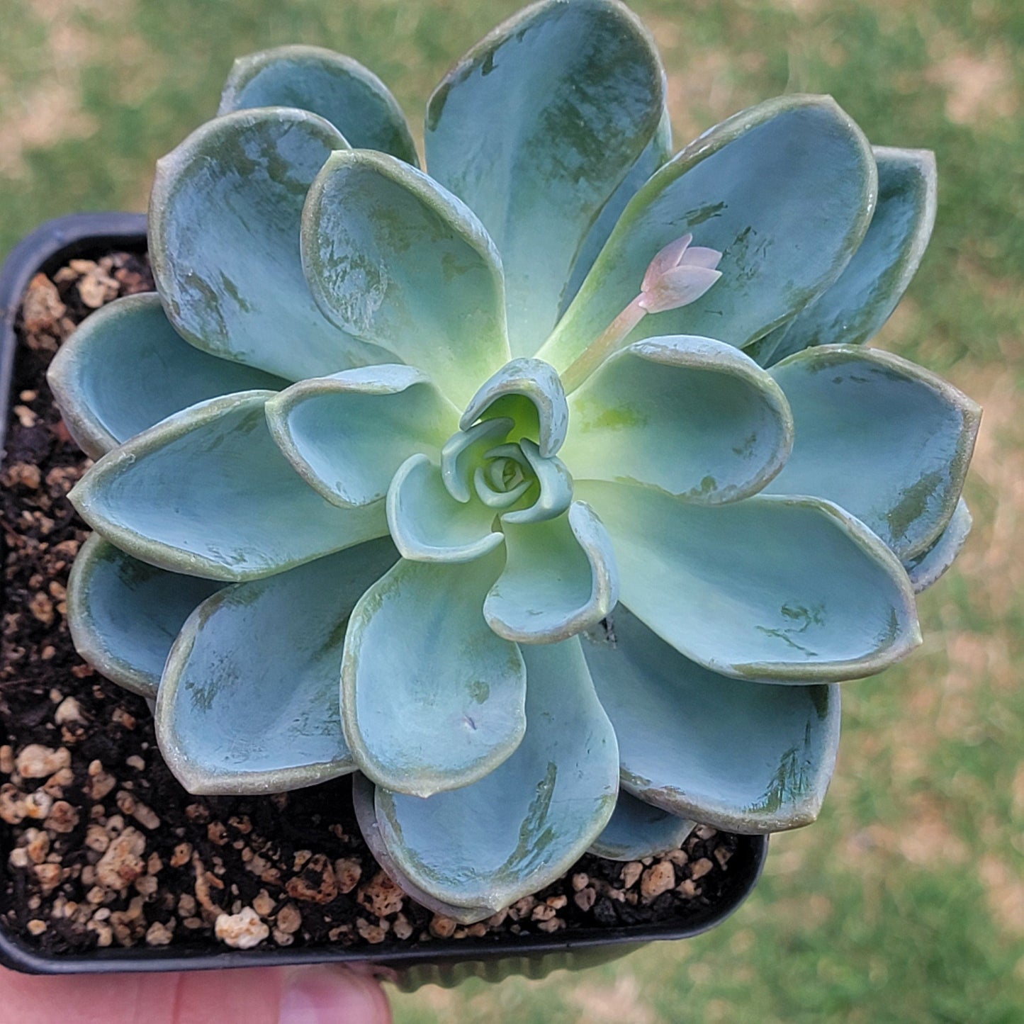 Graptoveria 'Orpet' Suculenta coreana