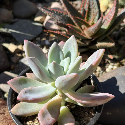DesertScapeSucculent Succulent 4 Inch Graptoveria 'Pink Donna'