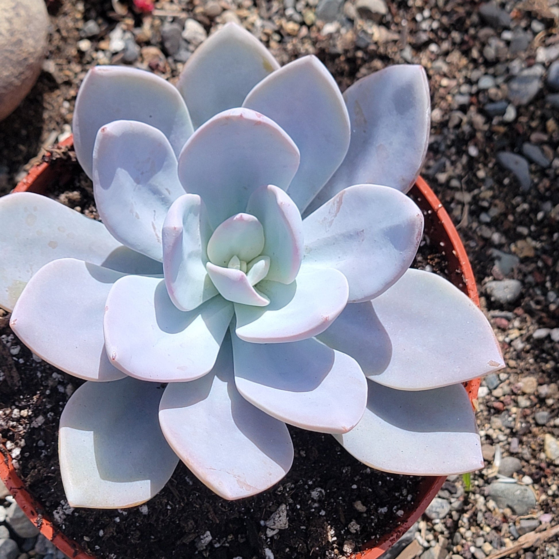grapto succulent Graptoveria 'Platinum' – DesertScapeSucculent