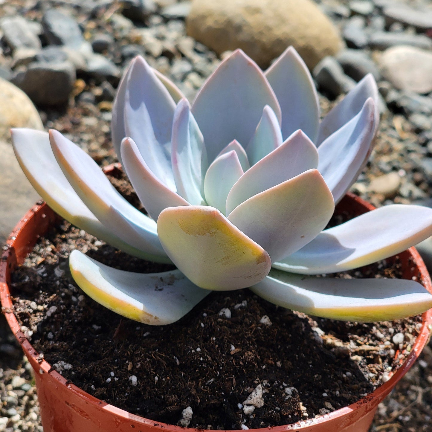 Graptoveria 'Platinum'