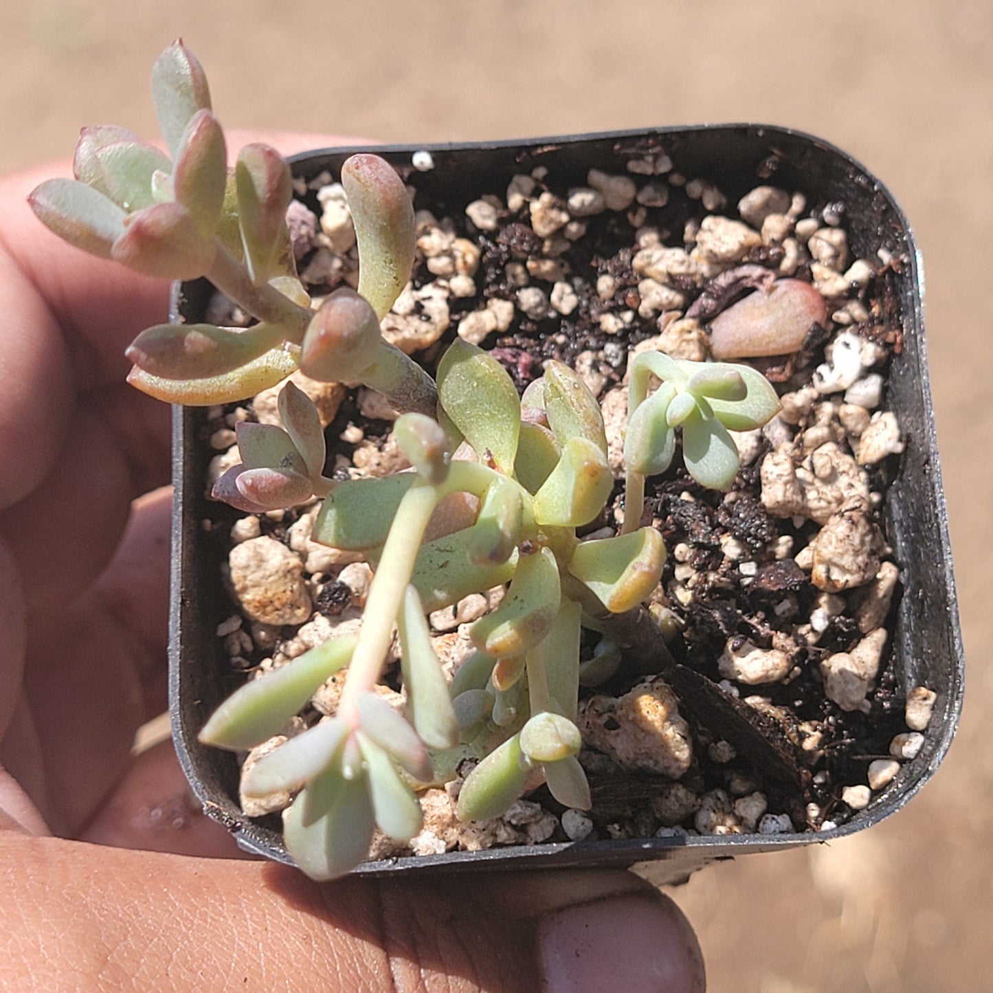 Graptoveria 'Purple Dreams'