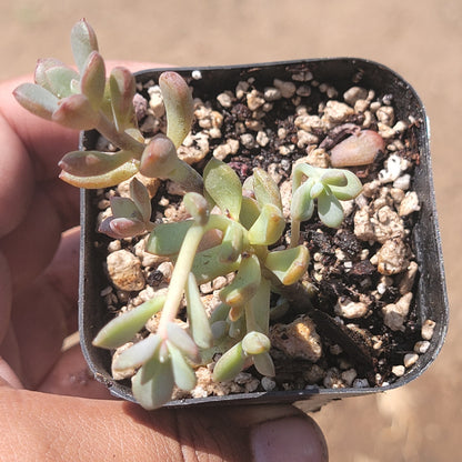 Graptoveria 'Sueños Púrpuras'