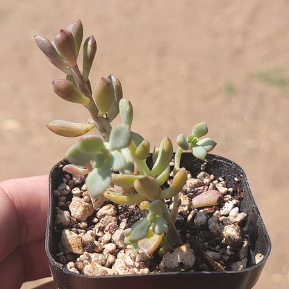 Graptoveria 'Sueños Púrpuras'