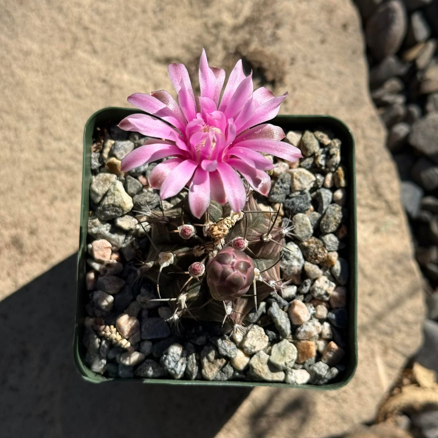 DesertScapeSucculent Succulent 4 Inch Assorted Gymnocalycium 'friedrichii'