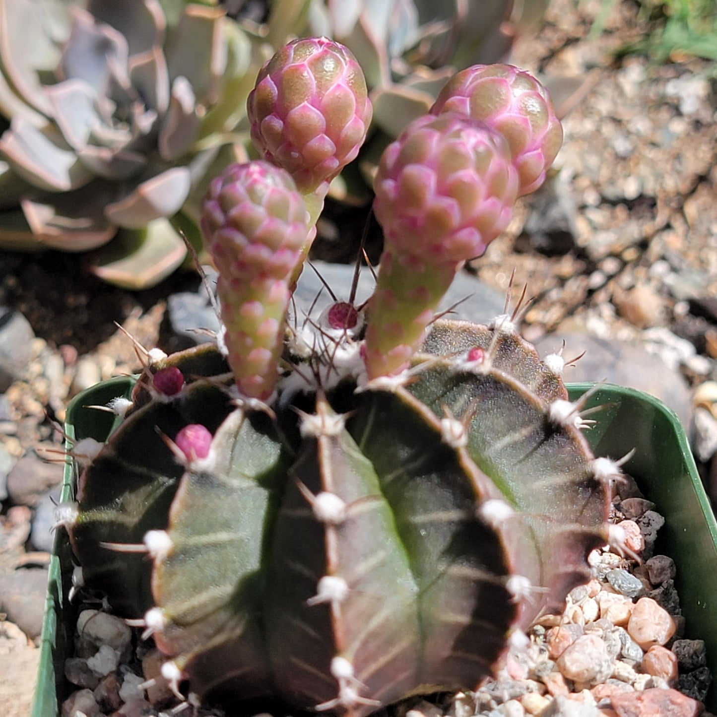 Gymnocalycium 'friedrichii'