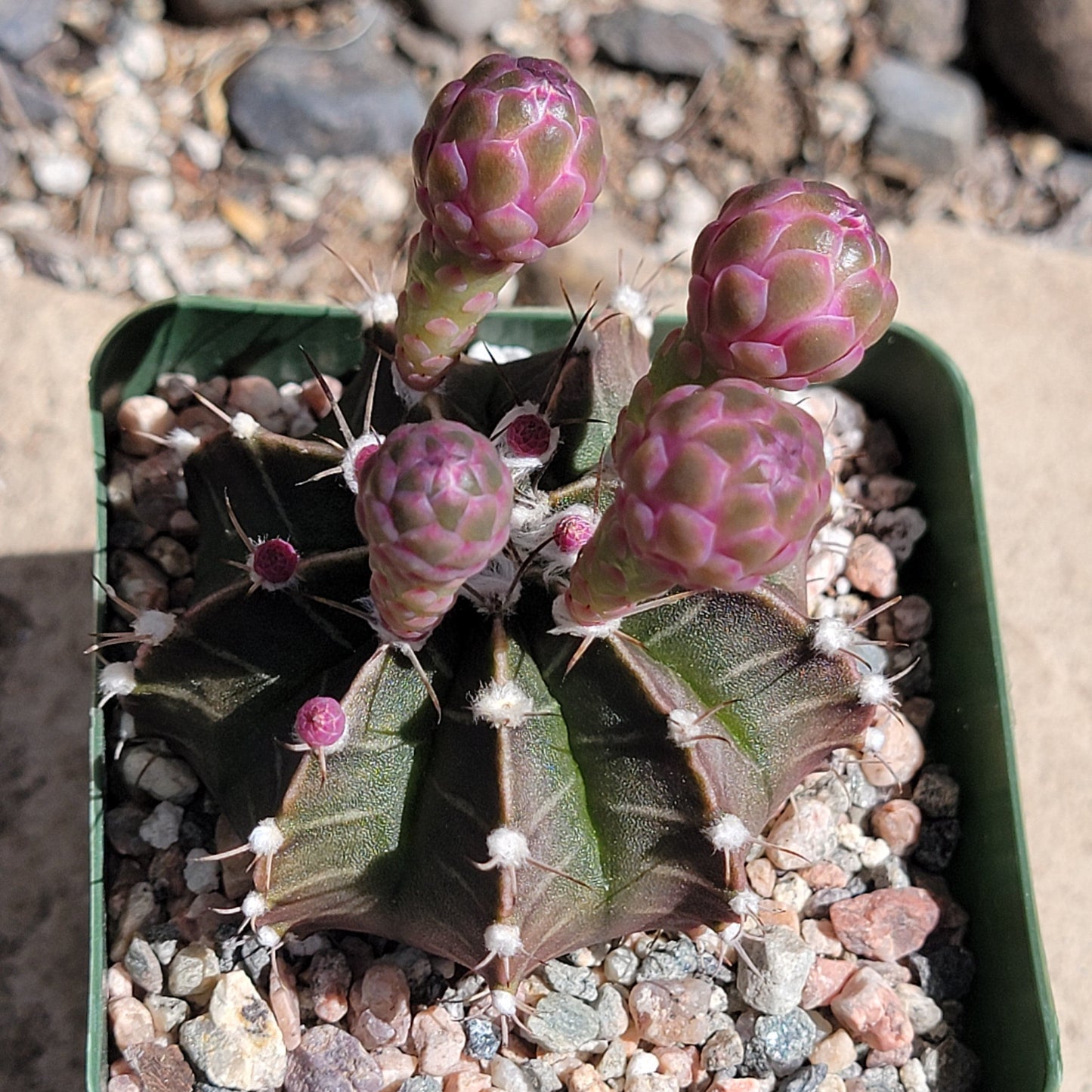 Gymnocalycium 'friedrichii'