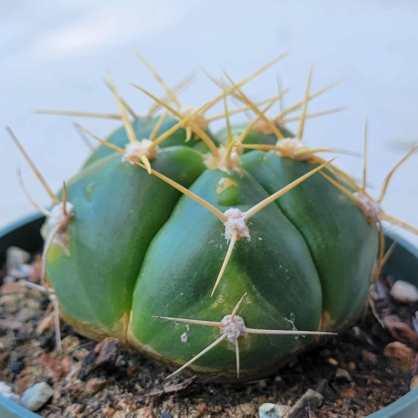 spider cactus plant Gymnocalycium horstii ssp. 'Spider Cactus' – DesertScapeSucculent