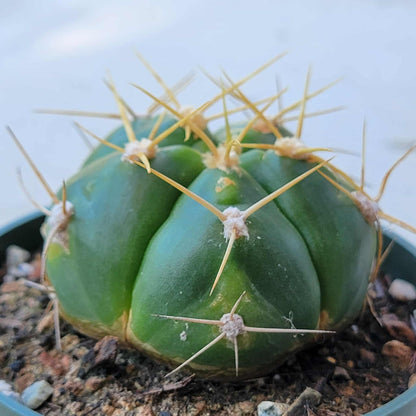 Gymnocalycium horstii ssp. 'Spider Cactus' - 4 Inch Assorted - Succulent - DesertScapeSucculent