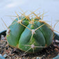 Gymnocalycium horstii ssp. 'Spider Cactus' - 4 Inch Assorted - Succulent - DesertScapeSucculent