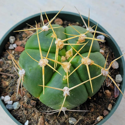 Gymnocalycium horstii ssp. 'Spider Cactus' - 4 Inch Assorted - Succulent - DesertScapeSucculent