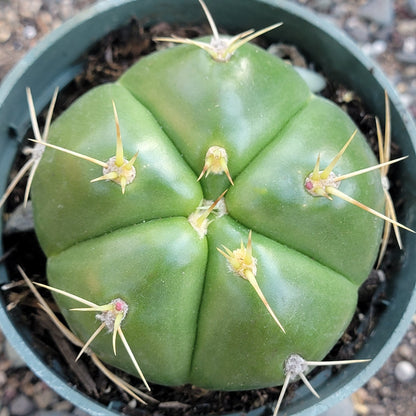 Gymnocalycium horstii ssp. 'Spider Cactus'