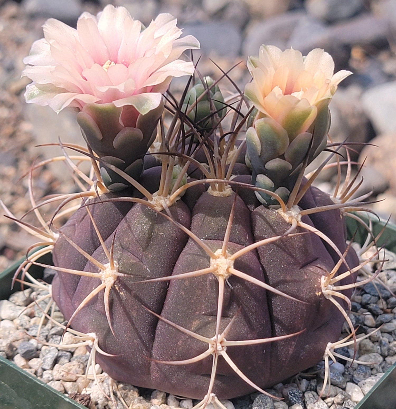 DesertScapeSucculent Succulent 4" Assorted Gymnocalycium pflanzii var. albipulpa