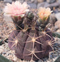 Gymnocalycium pflanzii var. albipulpa - 4 Inch Assorted - Cactus - DesertScapeSucculent