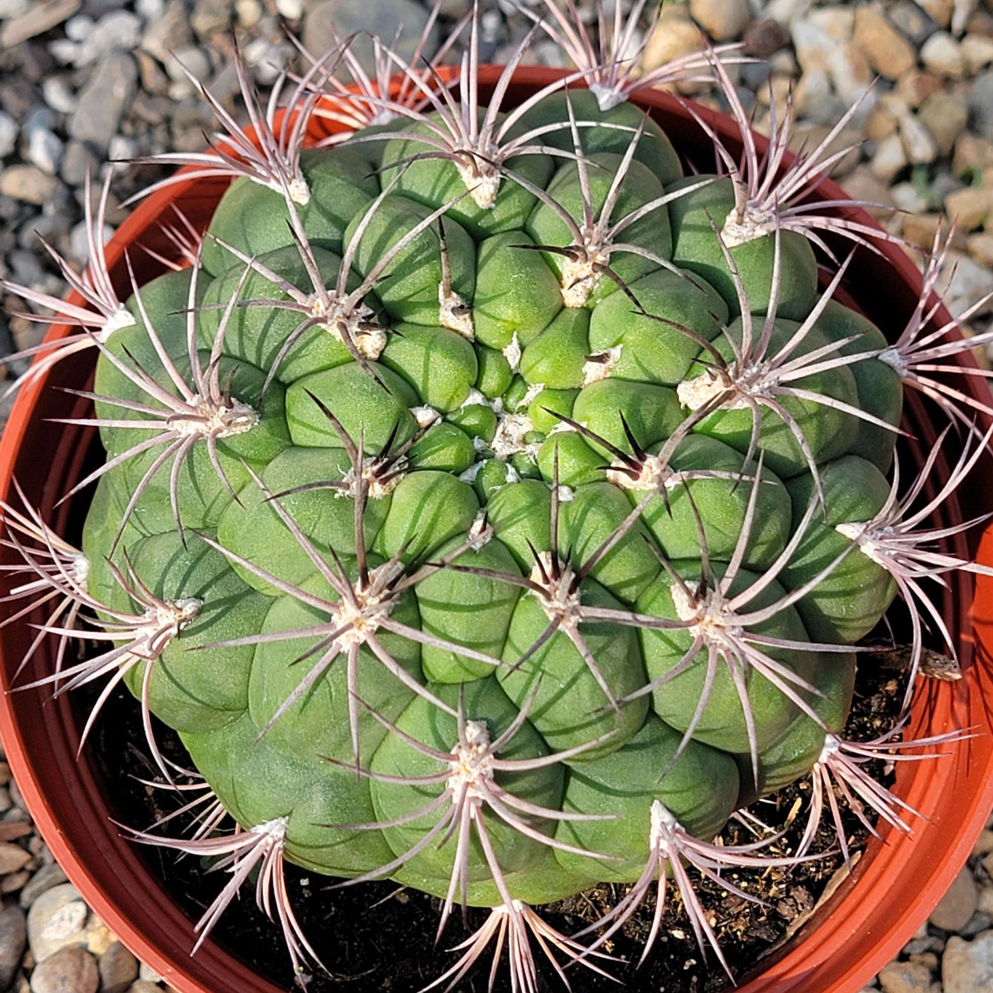 DesertScapeSucculent Succulent Gymnocalycium Saglionis