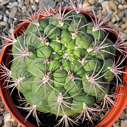 DesertScapeSucculent Succulent Gymnocalycium Saglionis