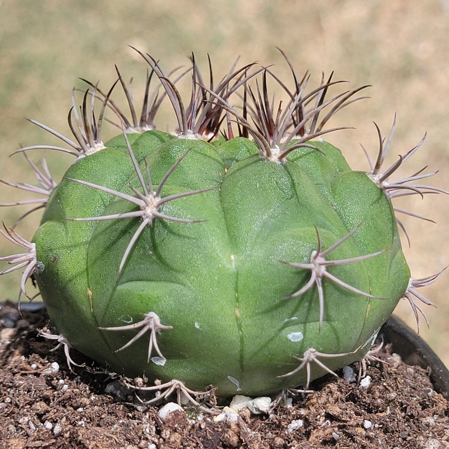 Gymnocalycium Saglionis