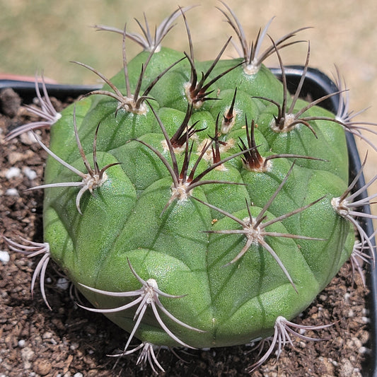 Gymnocalycium Saglionis