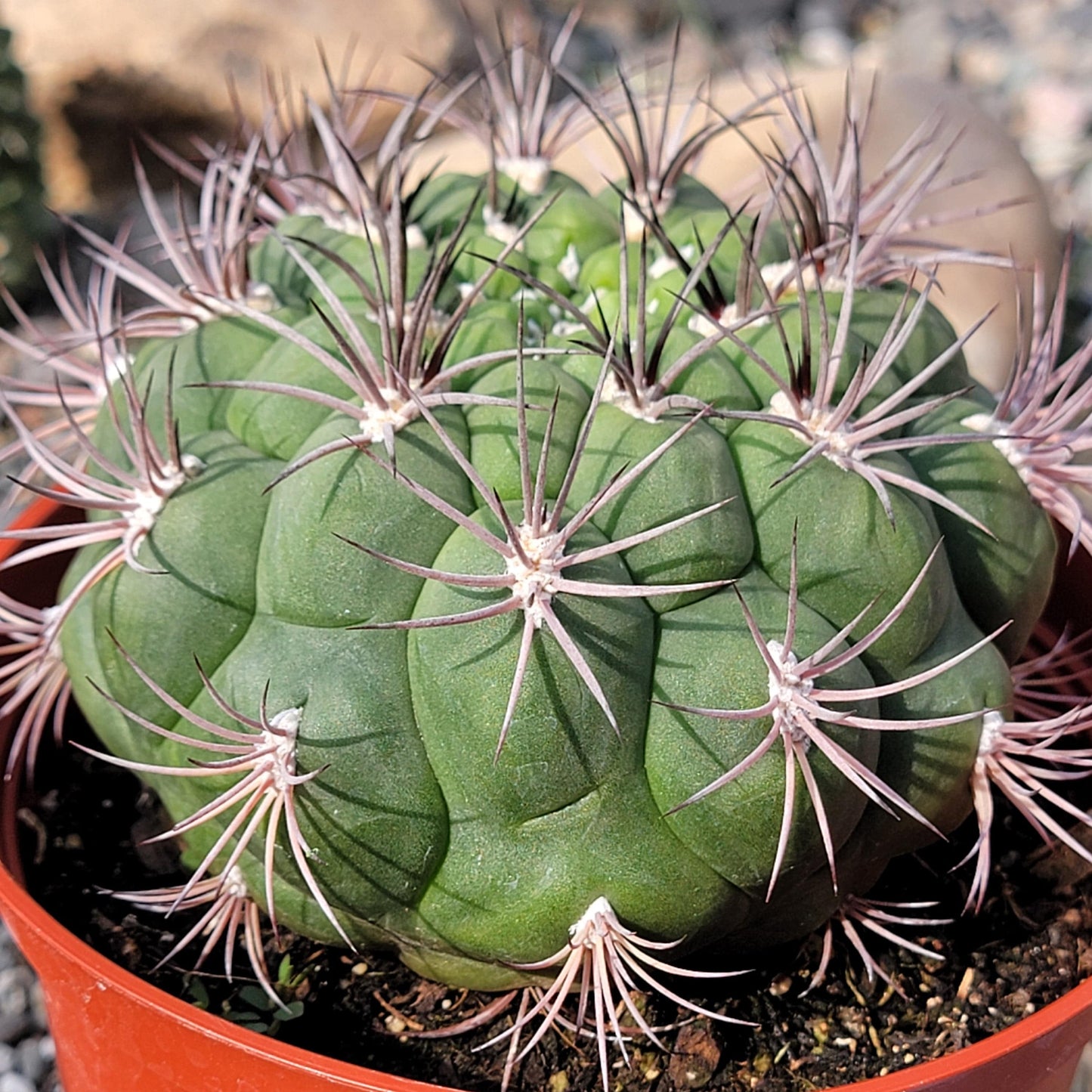 DesertScapeSucculent Succulent 6" Assorted Gymnocalycium Saglionis