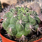 Gymnocalycium Saglionis - 6 Inch Assorted - Cactus - DesertScapeSucculent