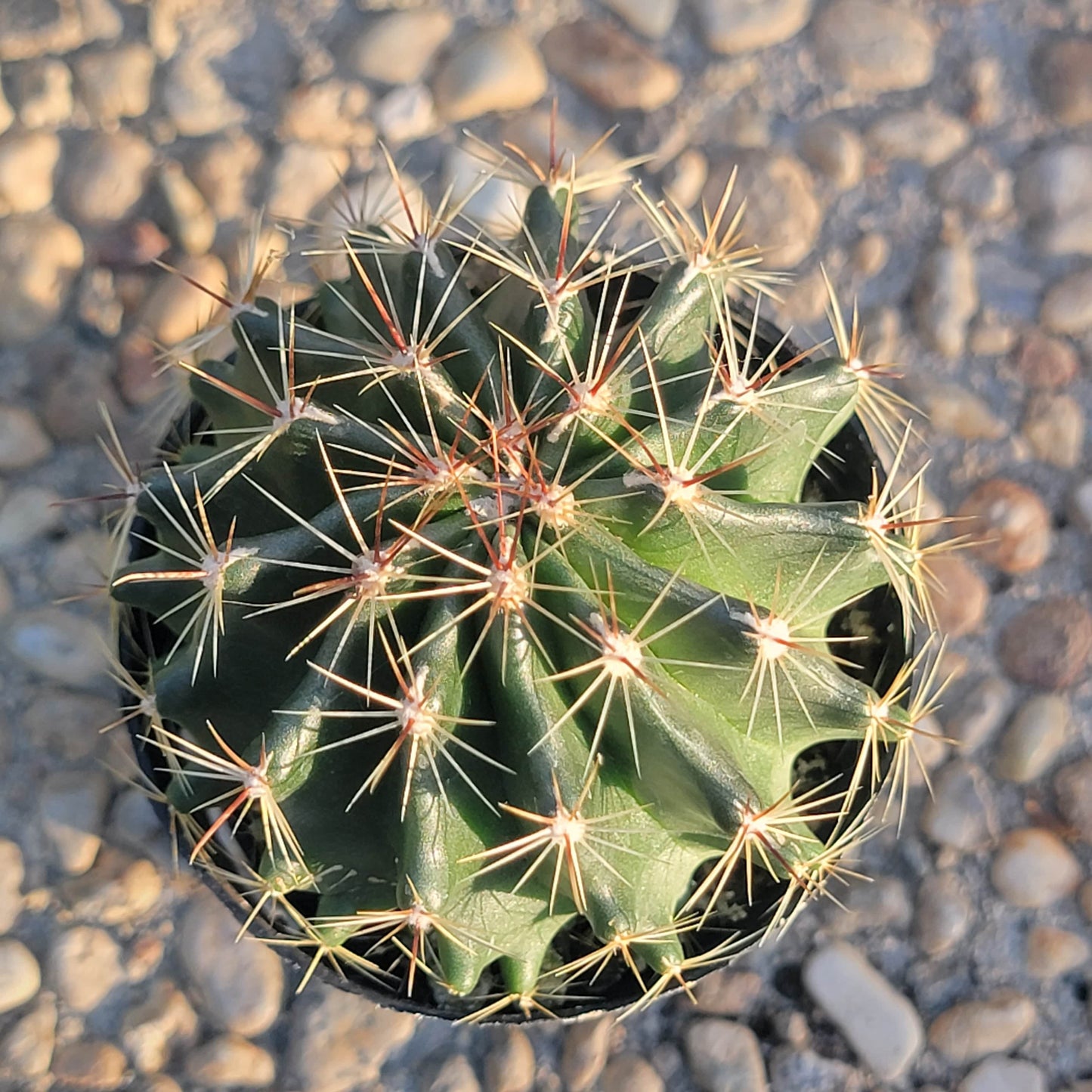 DesertScapeSucculent Succulent 3" Assorted Hamatocactus hamatacanthus 'Turk's-head'