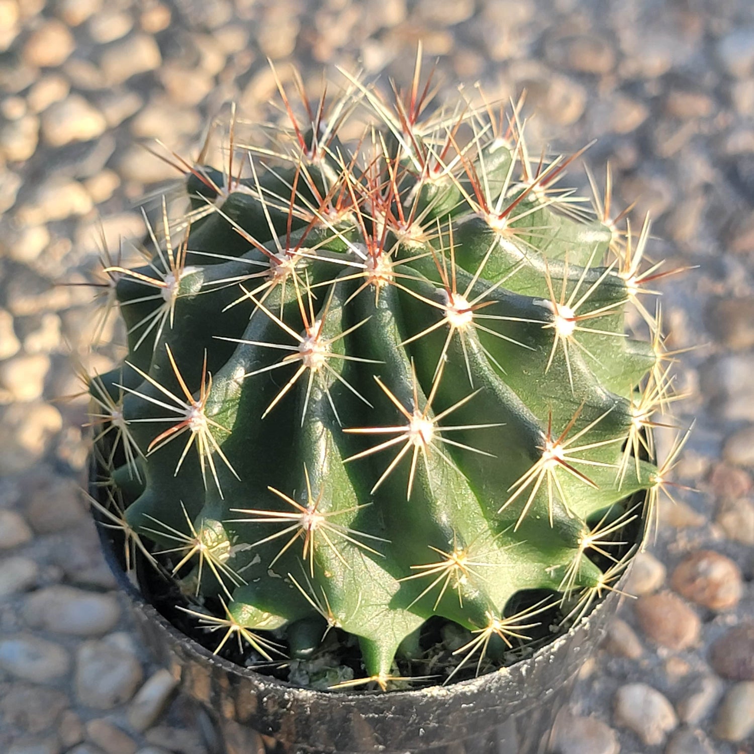 DesertScapeSucculent Succulent 3" Assorted Hamatocactus hamatacanthus 'Turk's-head'