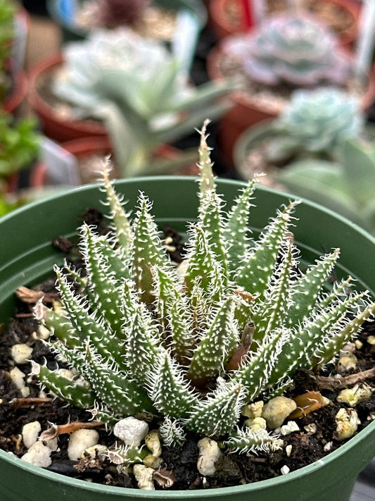 Haworthia Arachnoidea 'Aloès toile d'araignée'