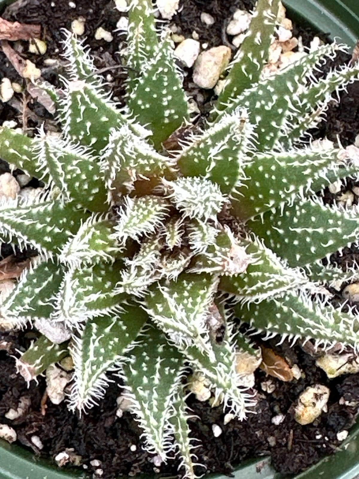cobweb succulents Haworthia Arachnoidea 'Cobweb Aloe'