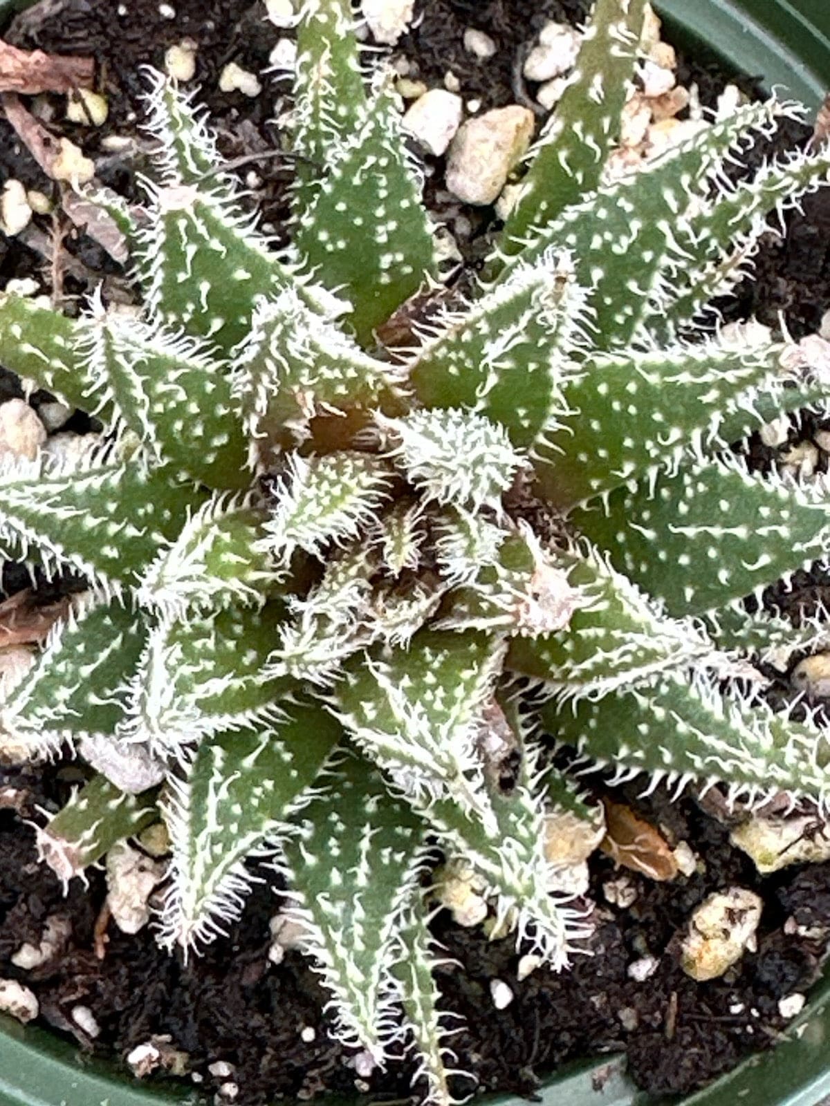 Haworthia Arachnoidea 'Aloès toile d'araignée'