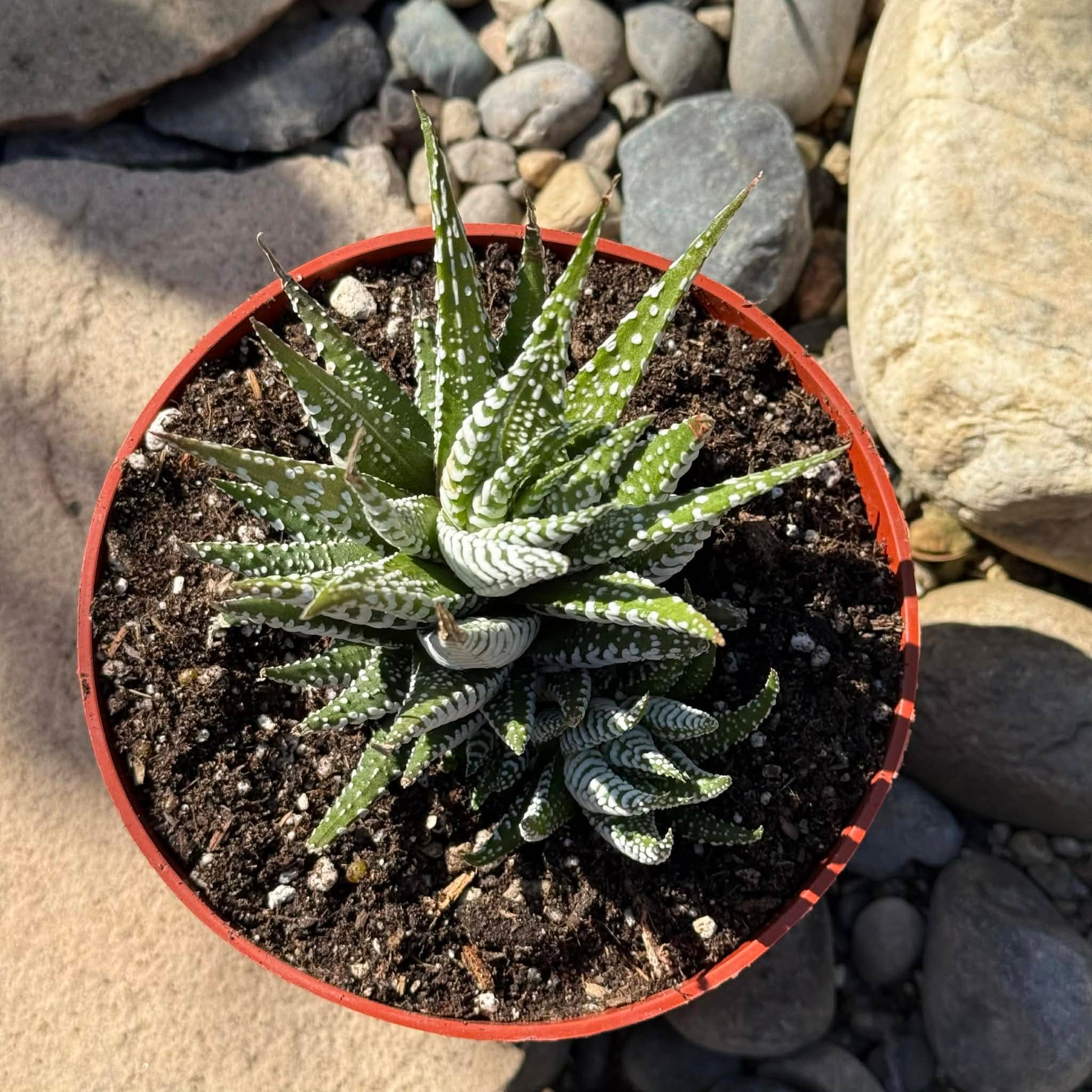 DesertScapeSucculent Succulent Haworthia Attenuata 'Big Band'