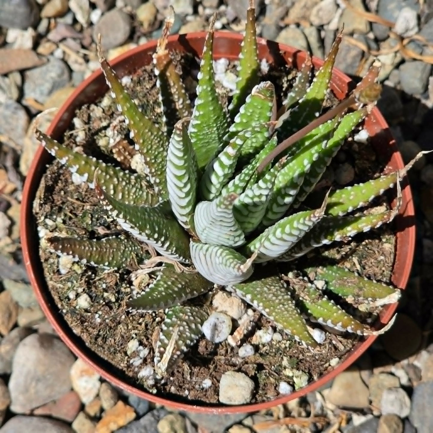 DesertScapeSucculent Succulent Haworthia Attenuata 'Big Band'