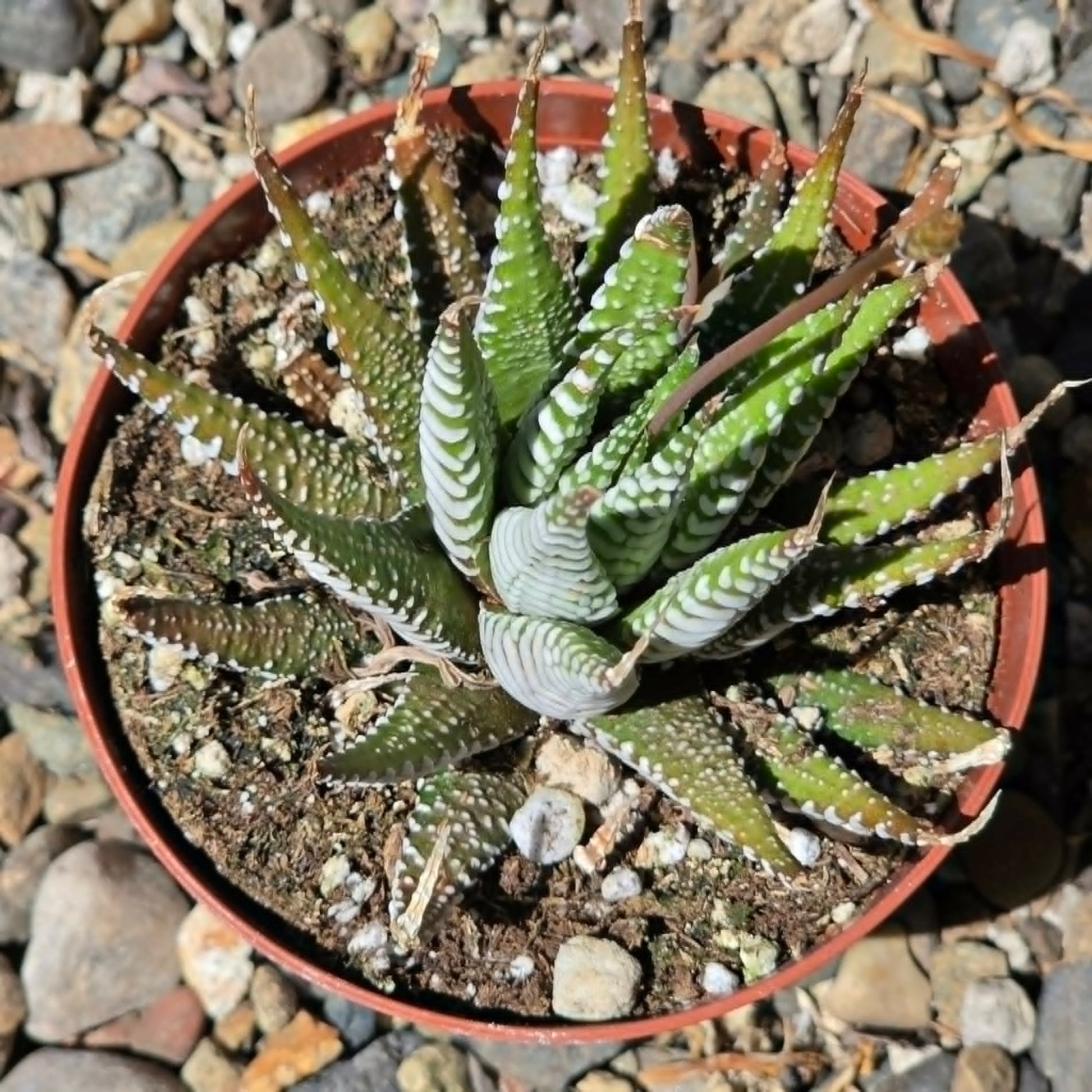 DesertScapeSucculent Succulent Haworthia Attenuata 'Big Band'
