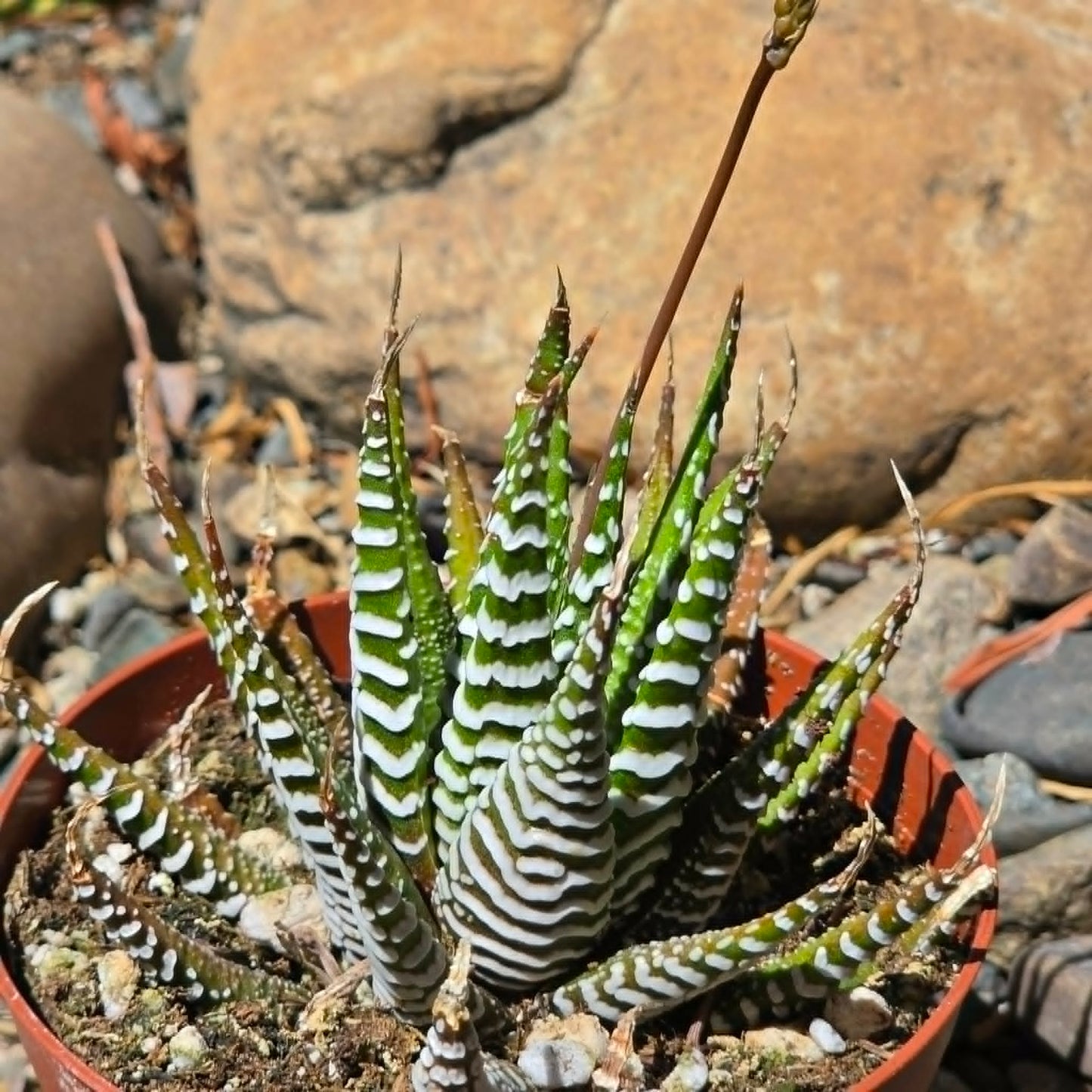 DesertScapeSucculent Succulent 4 Inch Haworthia Attenuata 'Big Band'