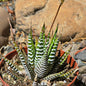 DesertScapeSucculent Succulent 4 Inch Haworthia Attenuata 'Big Band'