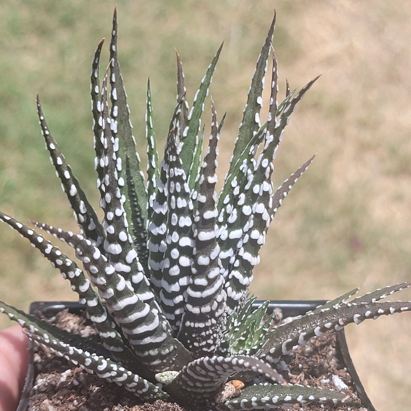 DesertScapeSucculent Succulent Single 4A Haworthia Attenuata 'Big Band'