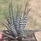 Haworthia Attenuata 'Big Band' - Single 4A - Succulent - DesertScapeSucculent